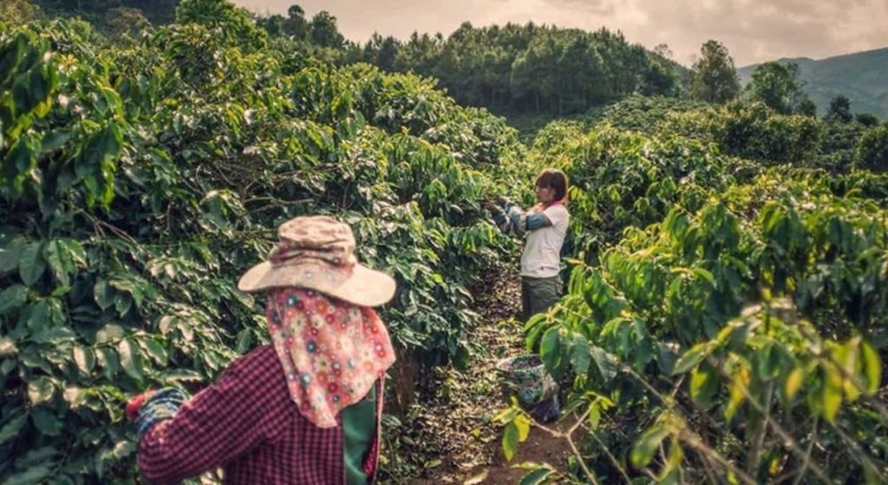 قهوه یون‌نان از نوشیدنی‌های محبوب کشور چین