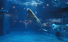 باغ وحش آبی پکن، ملاقات با دنیای زیر آب!