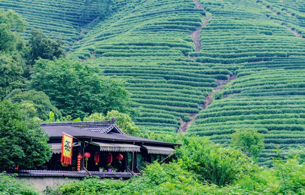 مزارع چای لونگ جینگ