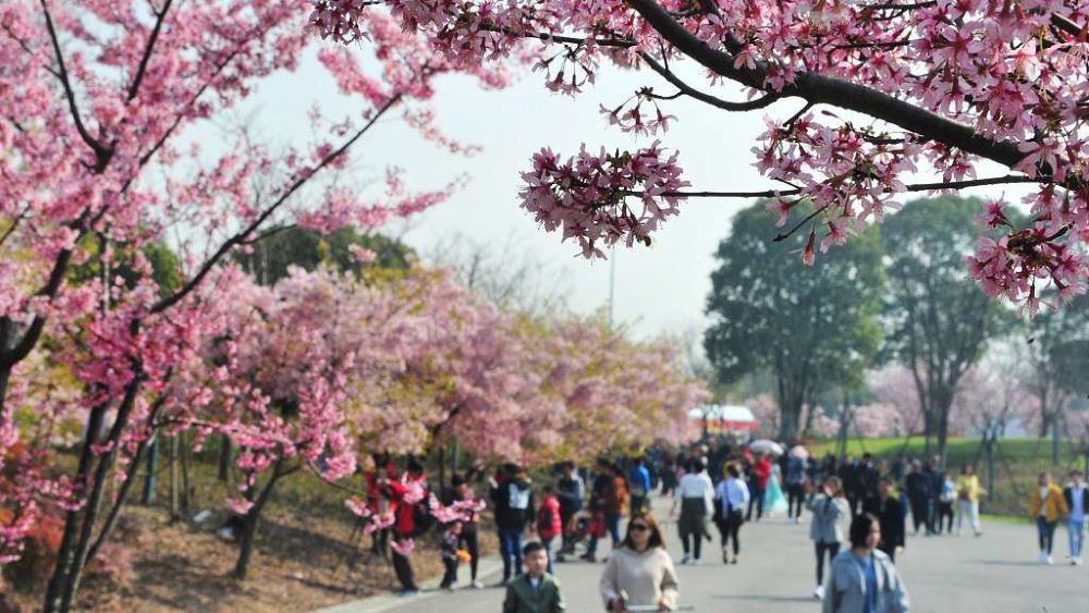 بهار در شانگهای