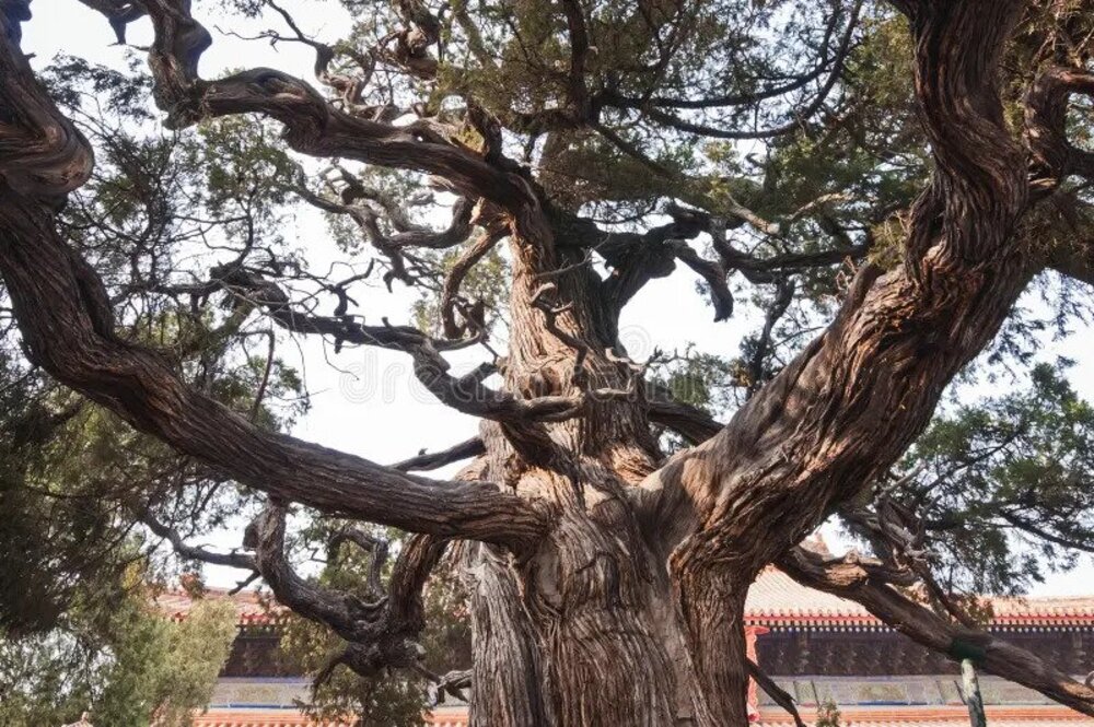 درخت چوجیان بای در معبد کنفوسیوس در پکن